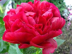 peony14 (2)